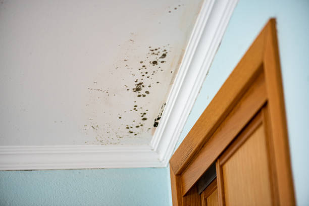 Best Local Mold Removal Service  in , CA