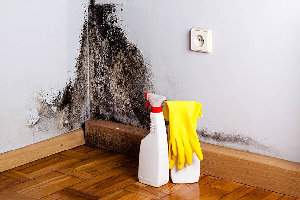 Best Certified Mold Removal  in , CA