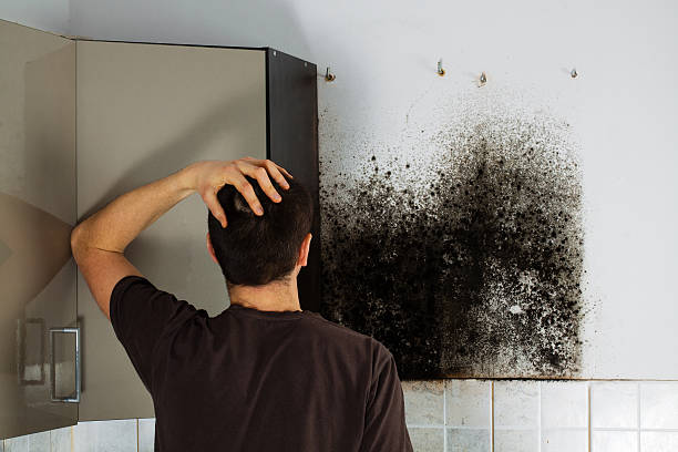 Best Professional Mold Removal  in , CA