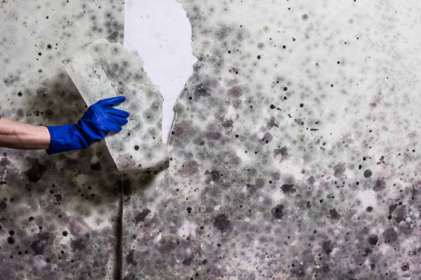 Best Same-Day Mold Removal  in , CA